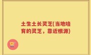 土生土长灵芝(当地培育的灵芝，靠近根源)