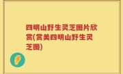 四明山野生灵芝图片欣赏(赏美四明山野生灵芝图)