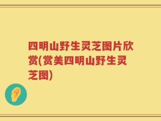 四明山野生灵芝图片欣赏(赏美四明山野生灵芝图)