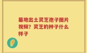 墓地出土灵芝孢子图片视频？灵芝的种子什么样子