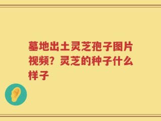 墓地出土灵芝孢子图片视频？灵芝的种子什么样子