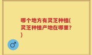 哪个地方有灵芝种植(灵芝种植产地在哪里？)