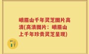 峨眉山千年灵芝图片高清(高清图片：峨眉山上千年珍贵灵芝呈现)