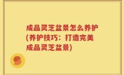 成品灵芝盆景怎么养护(养护技巧：打造完美成品灵芝盆景)