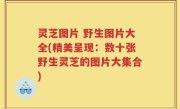灵芝图片 野生图片大全(精美呈现：数十张野生灵芝的图片大集合)