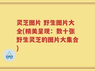 灵芝图片 野生图片大全(精美呈现：数十张野生灵芝的图片大集合)