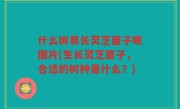 什么树易长灵芝菌子呢图片(生长灵芝菌子，合适的树种是什么？)