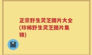 正宗野生灵芝图片大全(珍稀野生灵芝图片集锦)