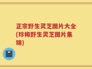 正宗野生灵芝图片大全(珍稀野生灵芝图片集锦)