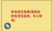 野生灵芝发黄(黄色的野生灵芝出现，令人赞叹)