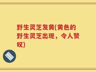 野生灵芝发黄(黄色的野生灵芝出现，令人赞叹)