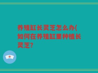 养殖缸长灵芝怎么办(如何在养殖缸里种植长灵芝？