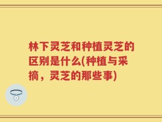 林下灵芝和种植灵芝的区别是什么(种植与采摘，灵芝的那些事)