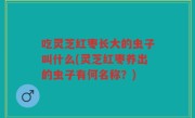 吃灵芝红枣长大的虫子叫什么(灵芝红枣养出的虫子有何名称？)