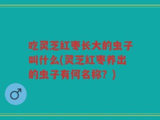吃灵芝红枣长大的虫子叫什么(灵芝红枣养出的虫子有何名称？)
