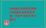 兴林县红太阳灵芝种植(兴林县红太阳灵芝种植：农业产业助力乡村振兴)