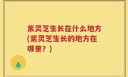 紫灵芝生长在什么地方(紫灵芝生长的地方在哪里？)