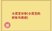 小灵芝分享(小灵芝的好处与用途)