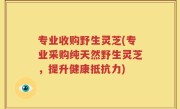 专业收购野生灵芝(专业采购纯天然野生灵芝，提升健康抵抗力)