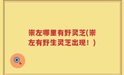 崇左哪里有野灵芝(崇左有野生灵芝出现！)