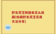 野生灵芝踩回来怎么收藏(收藏野生灵芝实用方法分享)