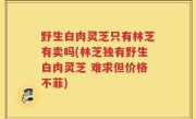 野生白肉灵芝只有林芝有卖吗(林芝独有野生白肉灵芝 难求但价格不菲)