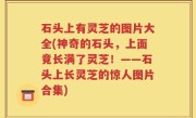 石头上有灵芝的图片大全(神奇的石头，上面竟长满了灵芝！——石头上长灵芝的惊人图片合集)
