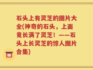 石头上有灵芝的图片大全(神奇的石头，上面竟长满了灵芝！——石头上长灵芝的惊人图片合集)