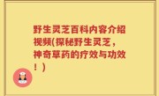 野生灵芝百科内容介绍视频(探秘野生灵芝，神奇草药的疗效与功效！)
