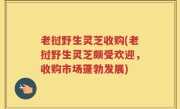 老挝野生灵芝收购(老挝野生灵芝颇受欢迎，收购市场蓬勃发展)