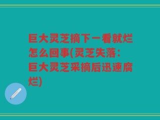 巨大灵芝摘下一看就烂怎么回事(灵芝失落：巨大灵芝采摘后迅速腐烂)