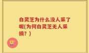 白灵芝为什么没人采了呢(为何白灵芝无人采摘？)