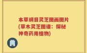 本草纲目灵芝图画图片(草木灵芝图谱：探秘神奇药用植物)