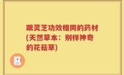 跟灵芝功效相同的药材(天然草本：别样神奇的花菇草)