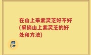 在山上采紫灵芝好不好(采摘山上紫灵芝的好处和方法)