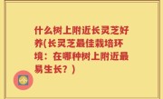 什么树上附近长灵芝好养(长灵芝最佳栽培环境：在哪种树上附近最易生长？)
