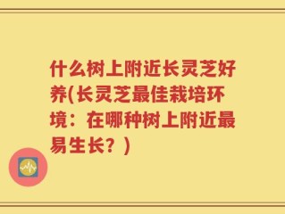 什么树上附近长灵芝好养(长灵芝最佳栽培环境：在哪种树上附近最易生长？)