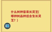 什么树种容易长灵芝(哪种树品种适合生长灵芝？)