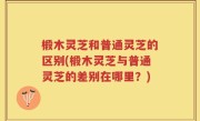 椴木灵芝和普通灵芝的区别(椴木灵芝与普通灵芝的差别在哪里？)