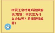 树灵芝会枯死吗视频解说(观察：树灵芝为什么会枯死？易懂视频解释)