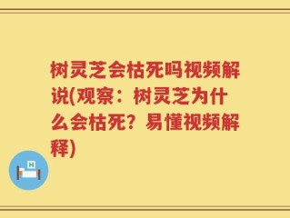 树灵芝会枯死吗视频解说(观察：树灵芝为什么会枯死？易懂视频解释)