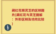 藏红花跟灵芝的区别图片(藏红花与灵芝图解：外形区别及功效比较)