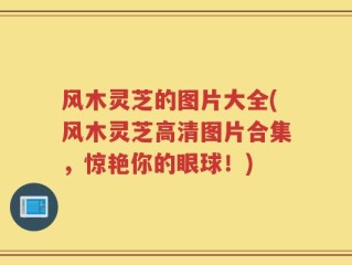 风木灵芝的图片大全(风木灵芝高清图片合集，惊艳你的眼球！)