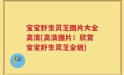 宝宝野生灵芝图片大全高清(高清图片！欣赏宝宝野生灵芝全貌)