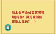 地上会不会长灵芝呢视频(探秘：灵芝竟然能在地上生长？！)