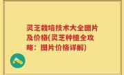 灵芝栽培技术大全图片及价格(灵芝种植全攻略：图片价格详解)