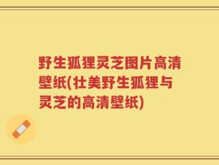 野生狐狸灵芝图片高清壁纸(壮美野生狐狸与灵芝的高清壁纸)