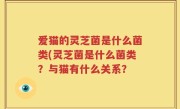 爱猫的灵芝菌是什么菌类(灵芝菌是什么菌类？与猫有什么关系？