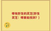 哪有野生的灵芝(野生灵芝：哪里能找到？)