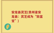 安龙县灵芝(贵州省安龙县：灵芝成为“致富宝”)